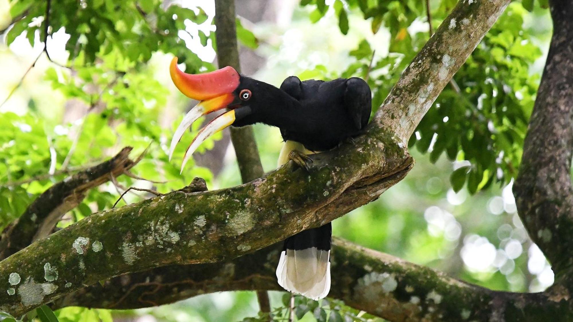 Intercontinental Kuala Lumpur By Ihg Hotel Eksteriør billede Great hornbill